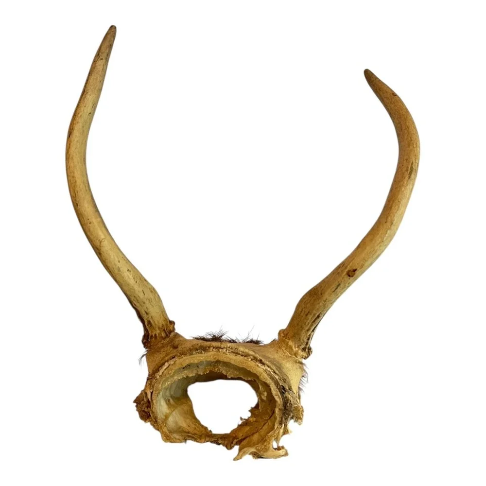 2 Point Deer Antlers Skull Plate Mount Taxidermy Hunting Cabin Decor Abt 8